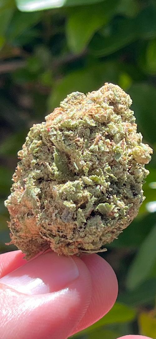 Black Apple Hitchcock (Greendoor) THC: 26% Perfect Hybrid 50% indica/50% sativa - SuperSkyf