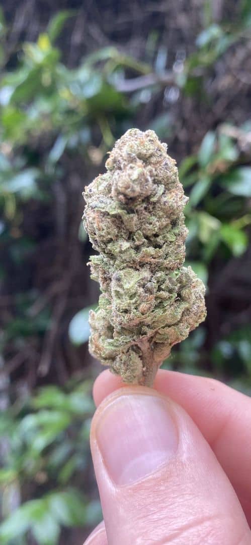 NEW !!! Bubba's Gift (Indica) THC15%-CBG1% - SuperSkyf