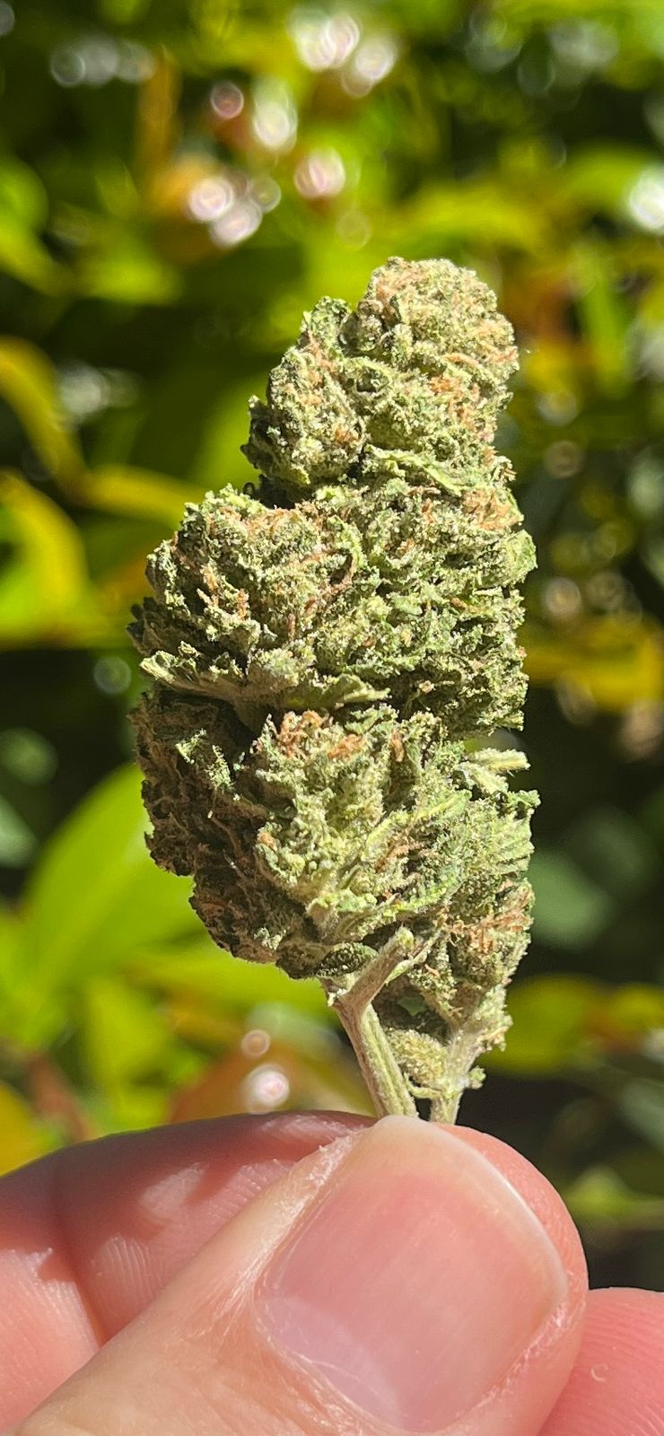 NEW STRAIN !!! AAA Royal Gorilla ..(Hybrid INDICA) THC 21%CBG 1% - SuperSkyf