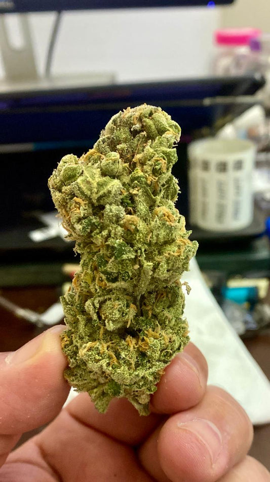 PREMIUM Indoor Blue Dream.THC 21% Sativa Hybrid. The legendary strain is back! New Crop! - SuperSkyf